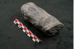 Foto (Seitenansicht) von Calamites communis Ettingshausen (NHMW-GEO-2024-0188-10963)